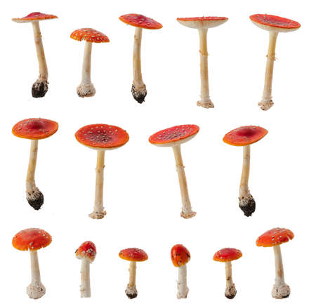 Many various fly agaric mushrooms at various angles isolated on white background