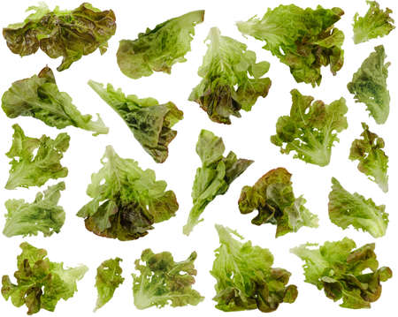 Many various leaves of oakleaf salad at various angles isolated on white backgroundの写真素材
