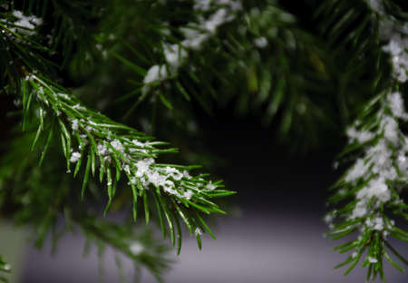 Various fir branches with artificial snow close up view located on dark backgroundの写真素材