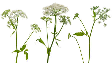 Few stems of forest plants witn umbrella inflorescences isolated on white backgroundの写真素材