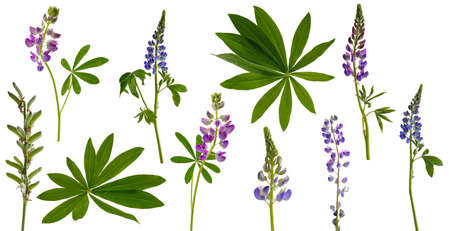 Many stems of lupine flowers and leaves and pods isolated on white backgroundの写真素材