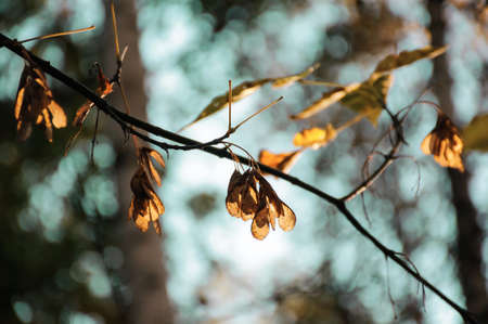 Dry maple seeds and leaves on maple branch in sunny autumn forestの写真素材