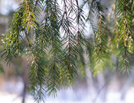 A curtain of fir branches in forest at sunny winter day