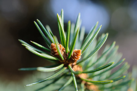 Brightly lit lone branch of blue spruce with little cones in close-up view at summer day