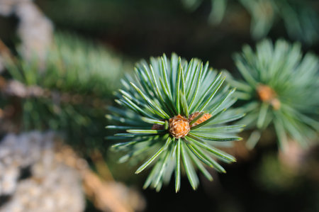 Lone branch of blue spruce with little cones in close-up view at sunny day