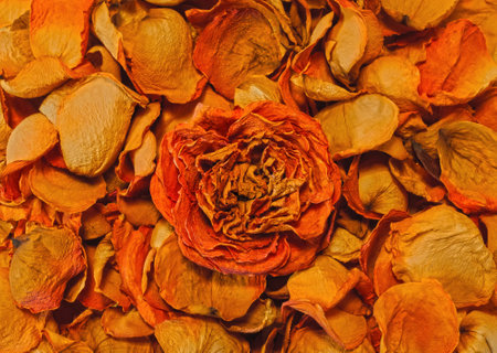 Background of orange dry withered rose petals view from aboveの写真素材