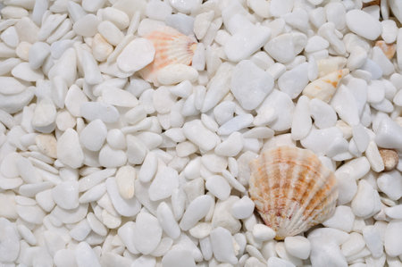 Background of well polished little mostly white stones with few seashells close up view from above