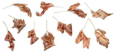Dry brown autumn leaves at various angles isolated on white backgroundの写真素材