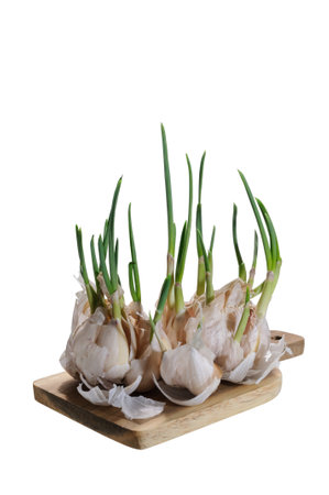 Many heads of sprouted garlic on wooden cutting board isolated on white backgroundの写真素材