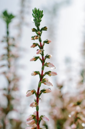 Lone stem of blossoming heather with many flowers front view