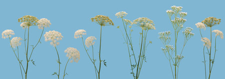 Many stems of various forest plants witn white flowers located on white background