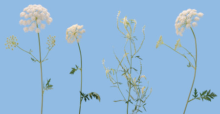 Few stems of various forest plants witn white flowers located on white background