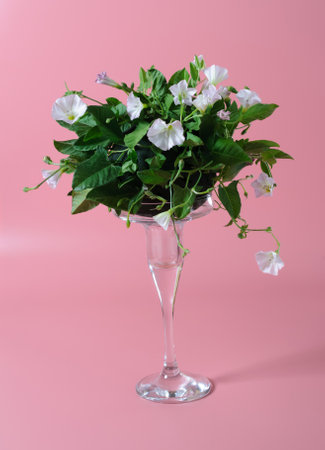 Stems of bindweed with flowers and green leaves in little glass vase located on rose background