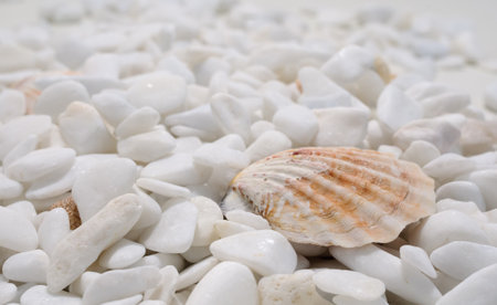 Background of well polished little mainly white stones with big motley seashell in located foregroundの写真素材