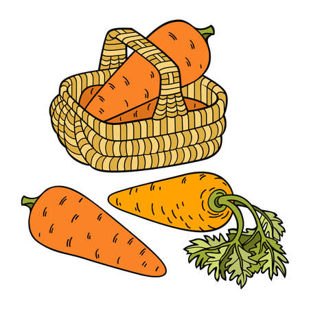 Carrots in basket. Cartoon hand drawn illustrationのイラスト素材