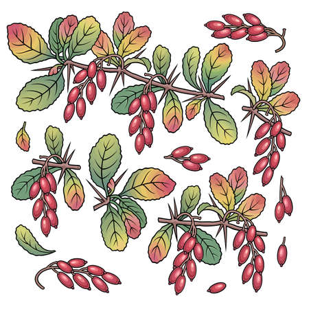 Hand drawn barberry. Set of objects.のイラスト素材