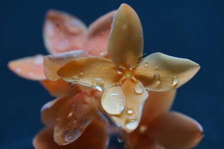 Small orange colour flower with water droplet on it.の写真素材