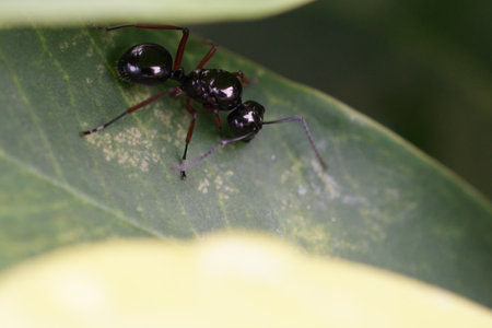 Little shinning black ant is hiding under the leaf.の写真素材