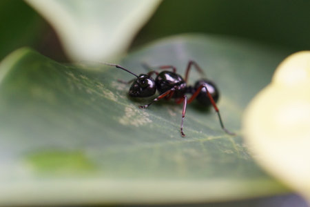Little shinning black ant is hiding under the leaf.の写真素材