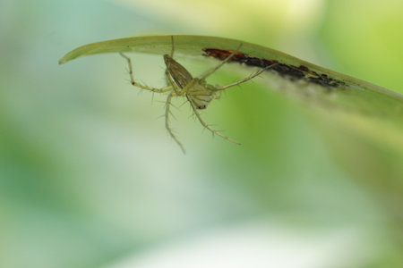 The little green spider hide under the leaf.の写真素材