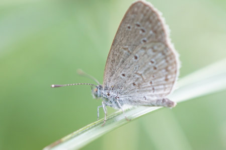 Little grey butterfly.の写真素材