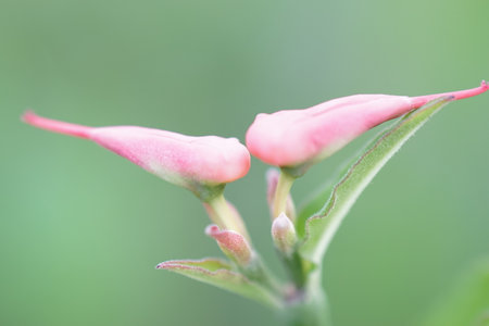 Lovely bird flower kissing.の写真素材