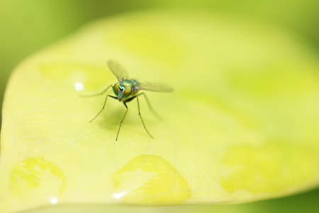Mini green and shiny flies on the leaf.の写真素材