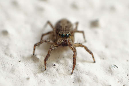 "Alien" spider is on the planet mars!の写真素材