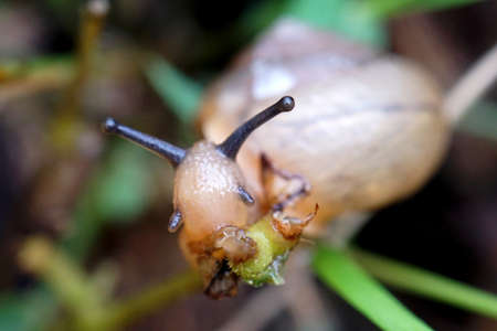Small snail are eating the leaf as food after raining,の写真素材
