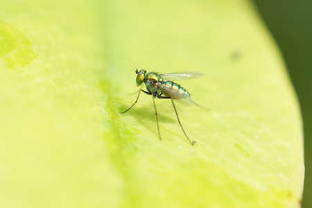 Mini green and shiny flies on the leaf.の写真素材