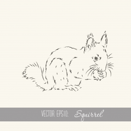 hand drawn abstractsquirrel vectorのイラスト素材