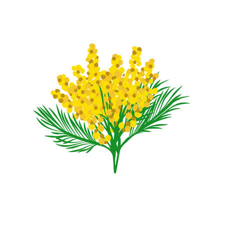 Bouquet of yellow mimosa. Beautiful fluffy flowers. Garden plant.のイラスト素材