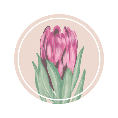 Watercolor exotic flower Protea isolated drawingのイラスト素材