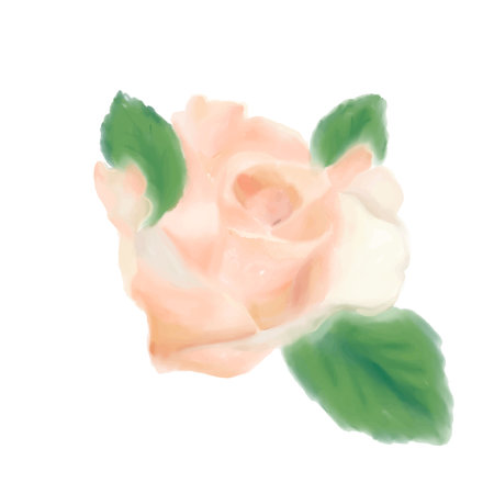 Watercolor rose isolated on white background. hand-drawn illustration.のイラスト素材