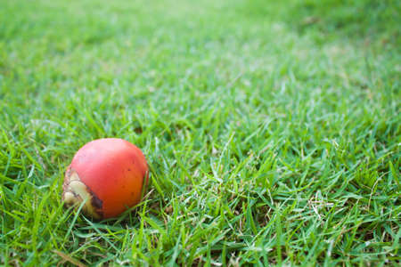 Palm fruit の写真素材