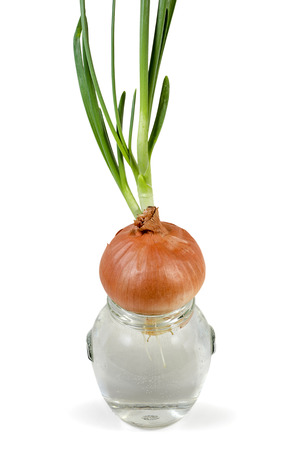 onions in a glass jar with water on an isolated white backgroundの写真素材