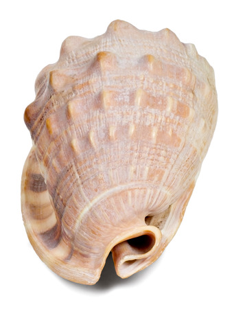 sea shell mother of pearl cream, isolated on white background