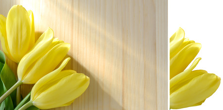 bouquet of three yellow tulips resting on wooden red shield, template for greeting cardの写真素材