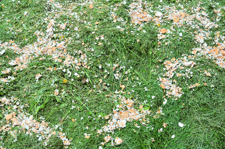 compost chicken egg shell rotting with the grass to produce eco-friendly fertilizerの写真素材
