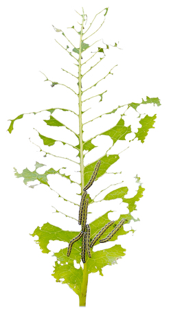 a lot of yellow-grey caterpillars eating green leaf horseradish isolated white backgroundの写真素材