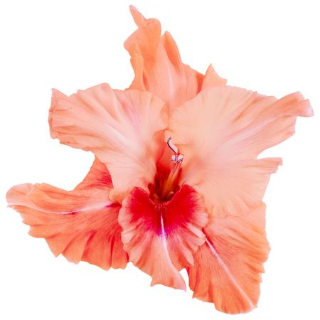 one Bud of gladiolus coral or peach color, velvet flower , red and white stripes and shades, isolated on white backgroundの写真素材