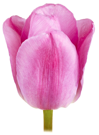single Bud of flower marble pink tulips closeup isolated on whiteの写真素材