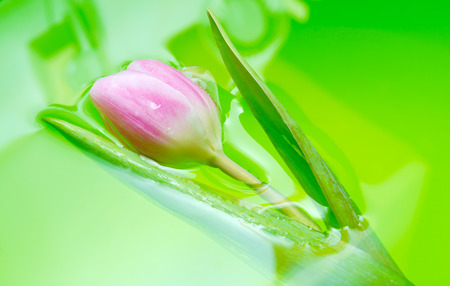 One Tulip flower Bud of pink and red color lies in the water of light green and light green background with drops of water.の写真素材