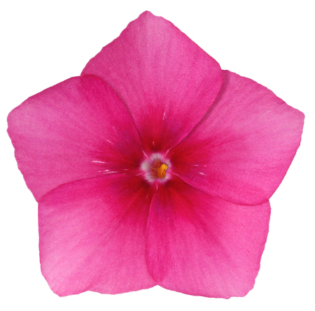 image of summer single flower petal Drummond Phlox pink light red close-up in the form of a five-pointed star isolated on white backgroundの写真素材