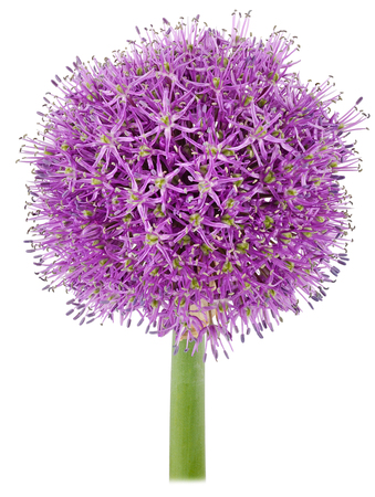 picture of a single purple flower bow rocambole garlic in the spring, closeup, isolated on white backgroundの写真素材