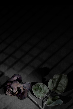 The image of a dried rose on the background of the lattice in the dark.の写真素材