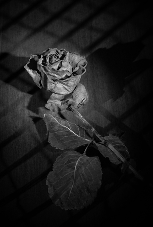 The image of a dried black-white rose on the background of the lattice in the dark close-up.の写真素材