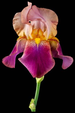 Iris Bud with purple and dark purple petals close-up isolated on a black background.