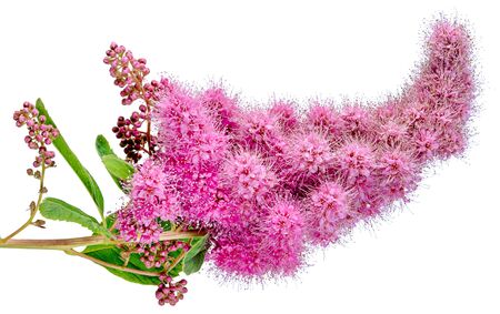 A single horizontal branch of the Spirea billardii Bush with purple flowers in close - up isolated...
