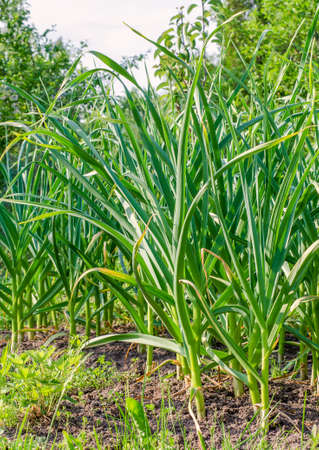 A bed of many green garlic stalks in a row in the garden close-up in summer in sunny weather.の写真素材